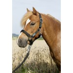 USG EVERYDAY HEADCOLLAR